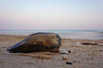 Seashell on the seashore