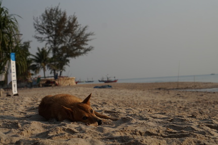 Dog laying on the beach