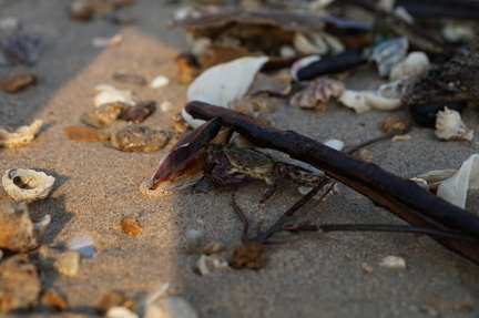Crab on the beach