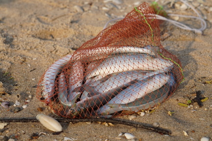 Catch of the day