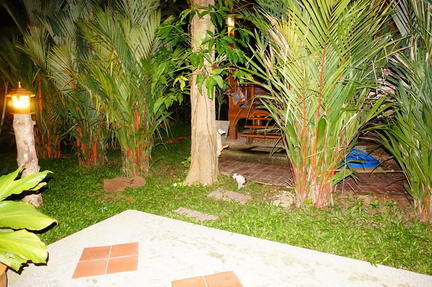 Little Kittens playing