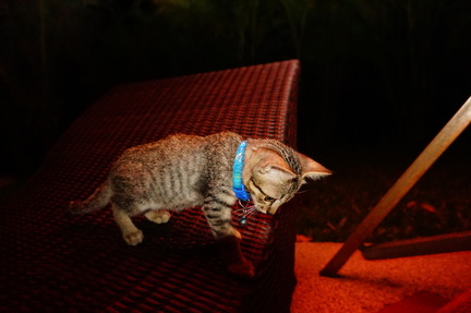 Little Kitten at the Resort in Nan