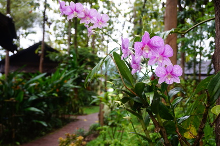 Pretty Flowers