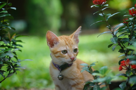 kitten portrait