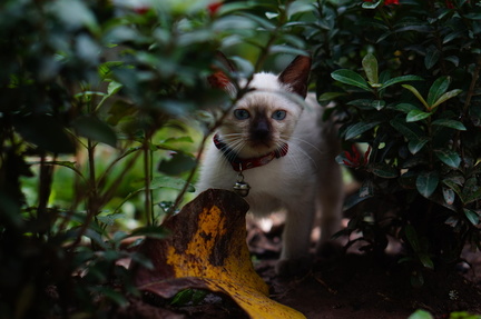 Kitten in the bushes