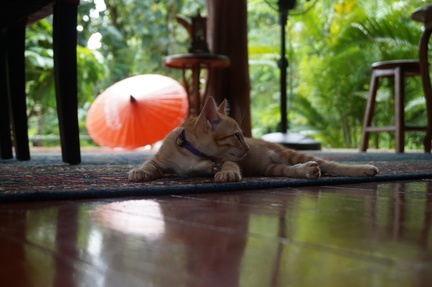 Cat lazing about