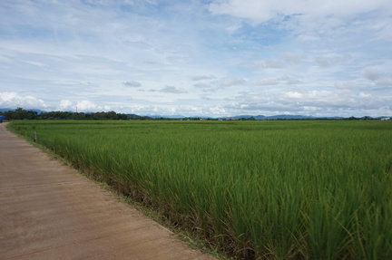 Rice fields