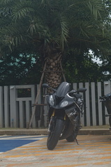 Bmw S1000RR with a palm tree