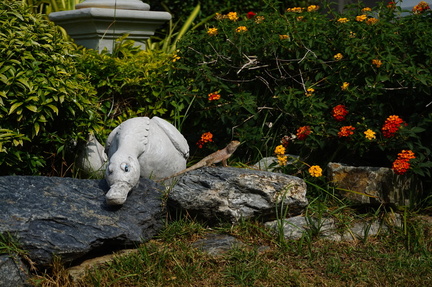 Lizard on a rock