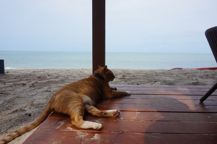 Cat enjoying the view