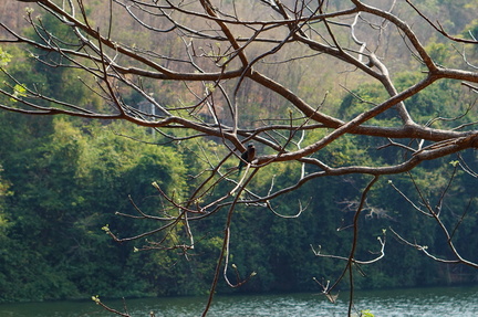 Bird on a branch