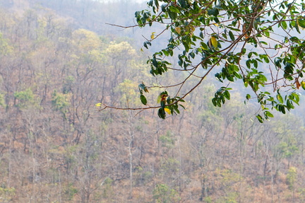 Another bird on a branch