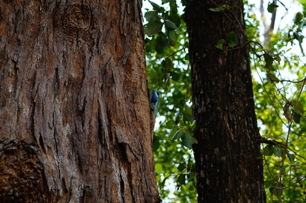 Blue headed Chamaleon
