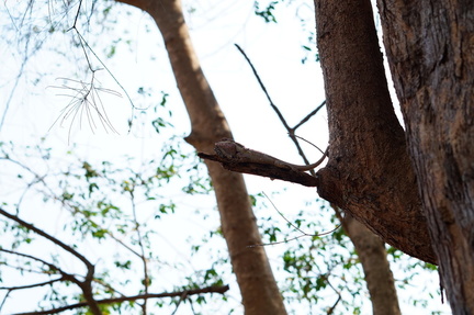 Chamaleon chilling on a twig