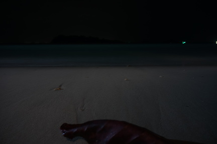 Leaf on the beach