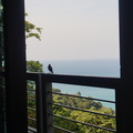 Bird on a ledge