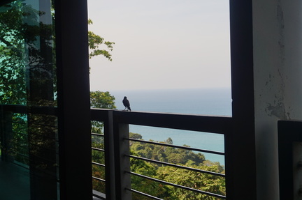 Bird on a ledge