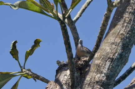 Another bird