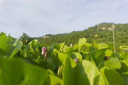 Flower and mountain