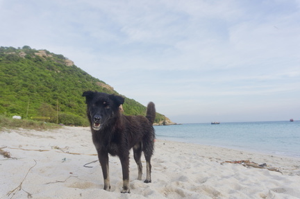 Doggo on the beach