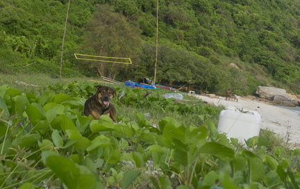 Doggy on the beach