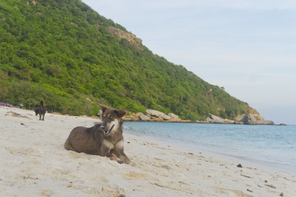 Dog laying on the beach