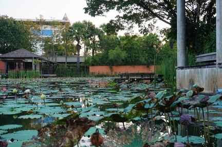lily pond
