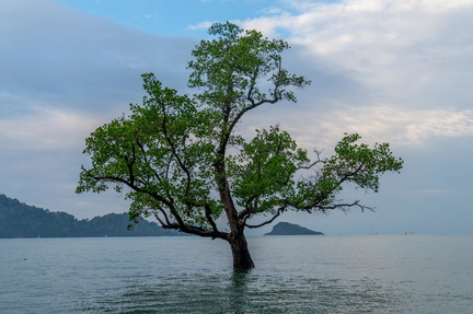 Tree in the Sea