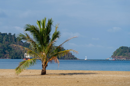 Lonely Tree