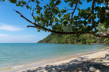 Beach tree and mountains