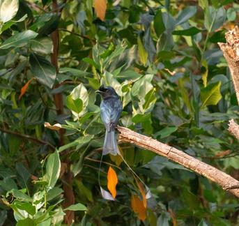 Bird on a branch