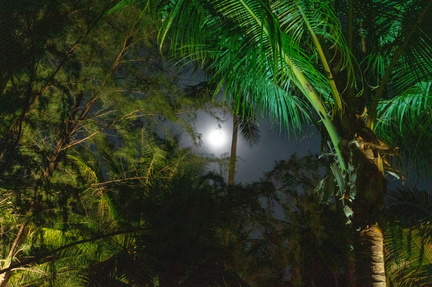 moonlight through the trees