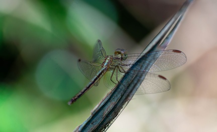 Dragonfly on a Leaf