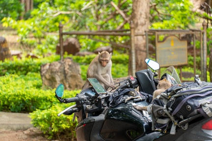 bikes and monkeys