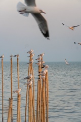 Seagulls at the Pier-11
