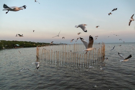 Seagulls at the Pier-12