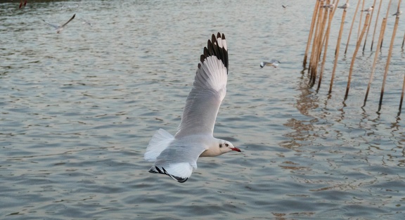Seagulls at the Pier-13