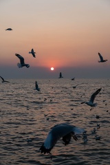 Seagulls at the Pier-14
