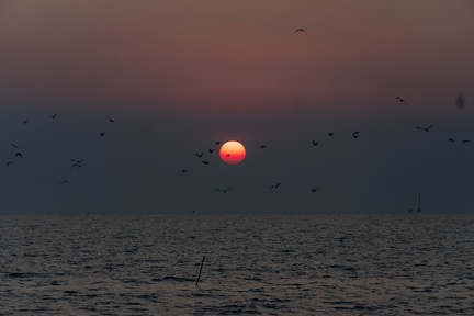 Seagulls at the Pier-15