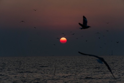 Seagulls at the Pier-16
