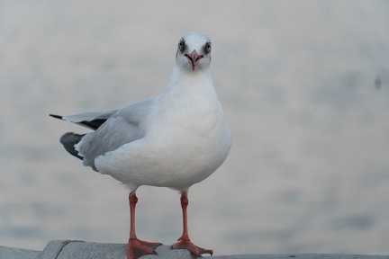 Seagulls at the Pier-17