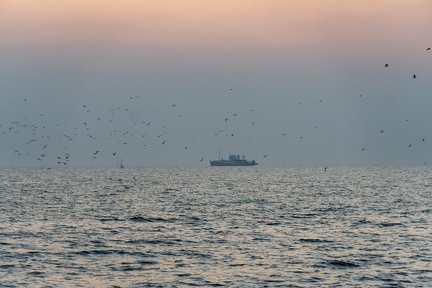 Seagulls at the Pier-18