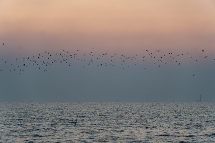 Seagulls at the Pier-19