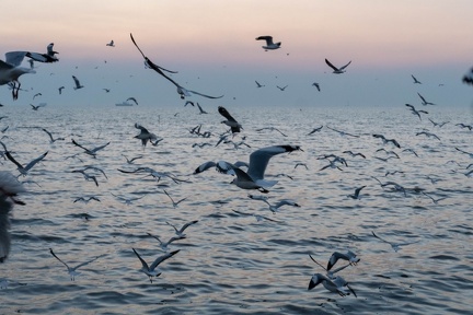 Seagulls at the Pier-21