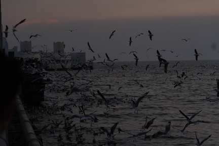 Seagulls at the Pier-23