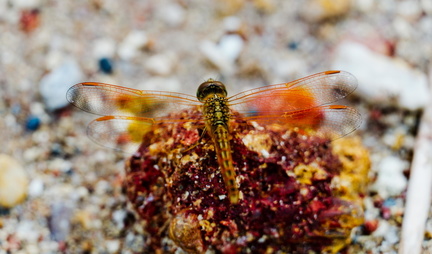 Dragonfly on a rock