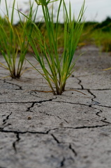plant in dry grounds