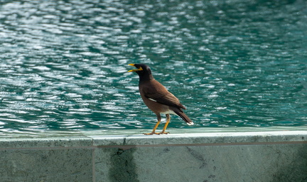 bird by the pool