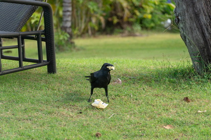 bird stealing food