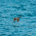 Bird in flight